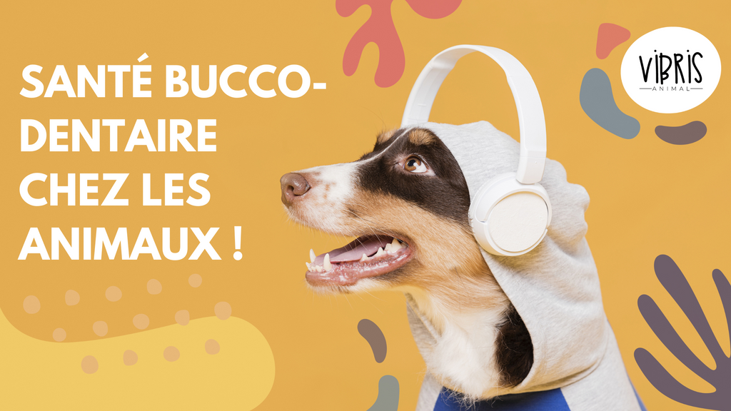 Santé Bucco-Dentaire Animale | Guide et Conseils d'Hygiène Dentaire